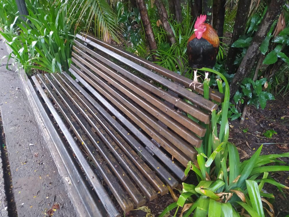 Galo em cima de banco de praça (na verdade é no parque da água branca)