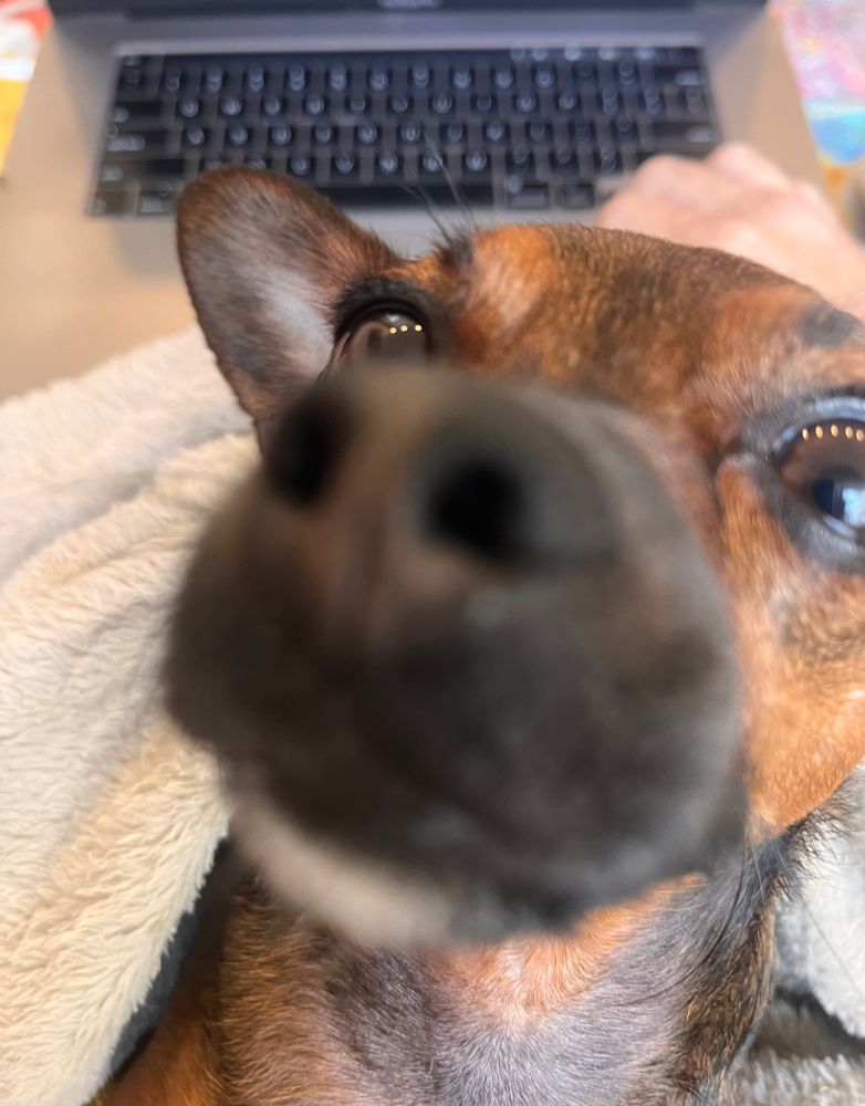 a small chihuahua's snout an inch from the camera with a laptop in the background