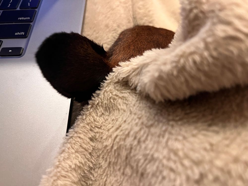 the same Chihuahua from the quoted skeer, with just her ear and snout poking out from under a blanket