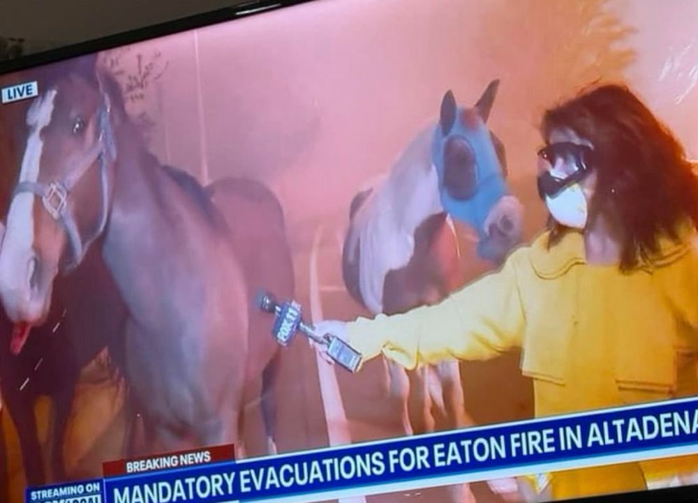 A reporter wearing an N95 mask holds up a microphone seemingly to a horse, inside a smoky barn lit by wildfires in the background

The chyron reads "Mandatory evacuations for Eaton Fire in Altadena"