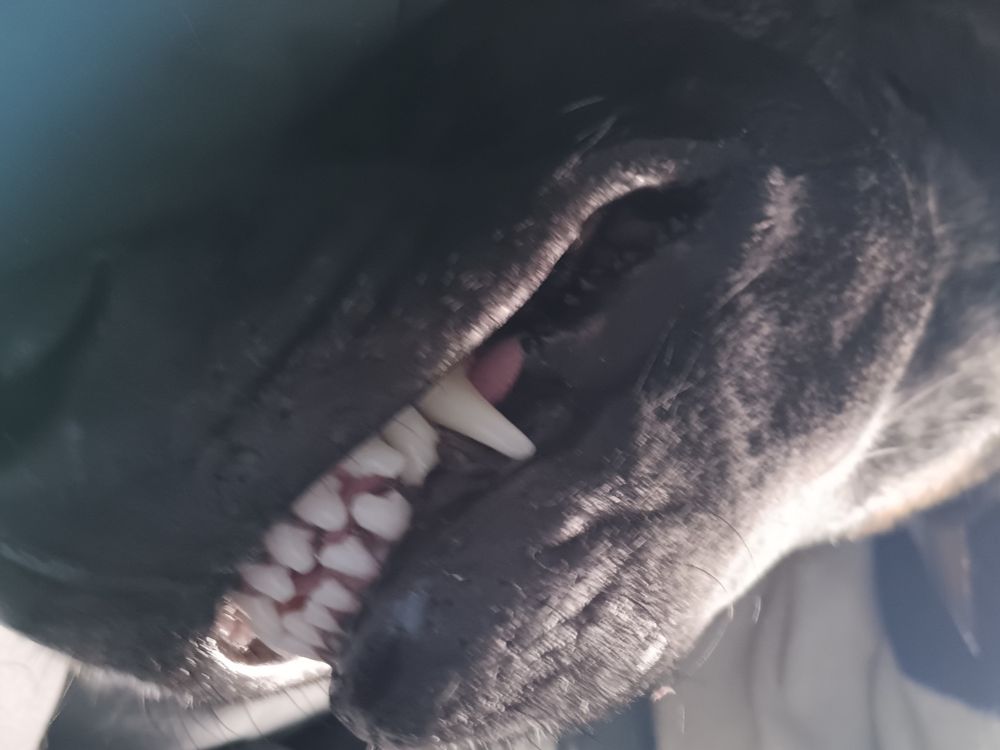 A close-up shot of a brindle Malinois mix sleeping with his teeth out