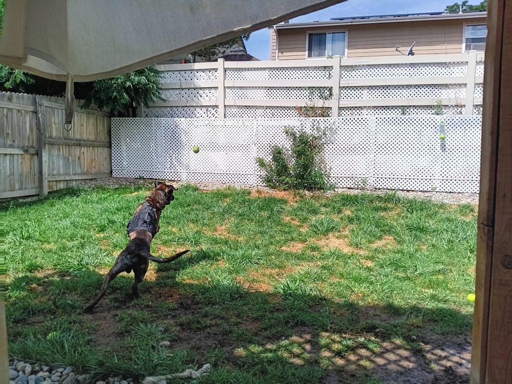 A brindle Malinois mix changing directions to try and catch a tennis ball