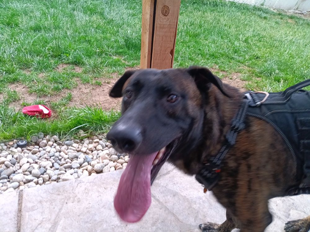 A slightly blurry brindle Malinois mix looking to the side with his tonight sticking out outside