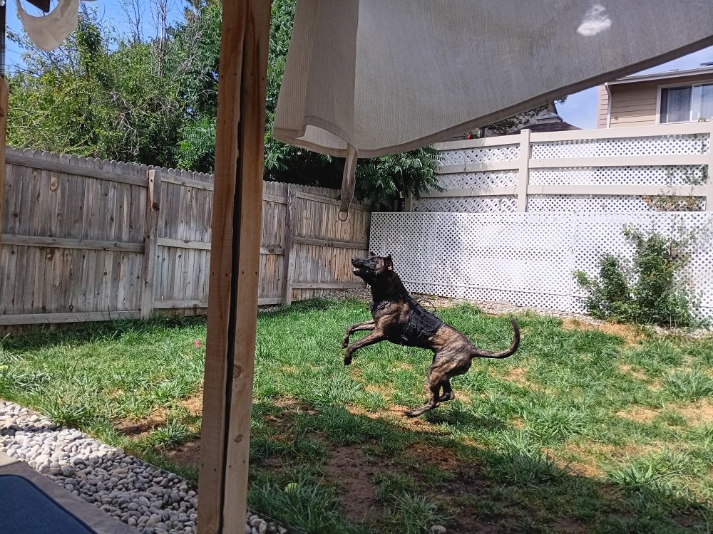 A brindle Malinois mix landing after having just caught a tennis ball