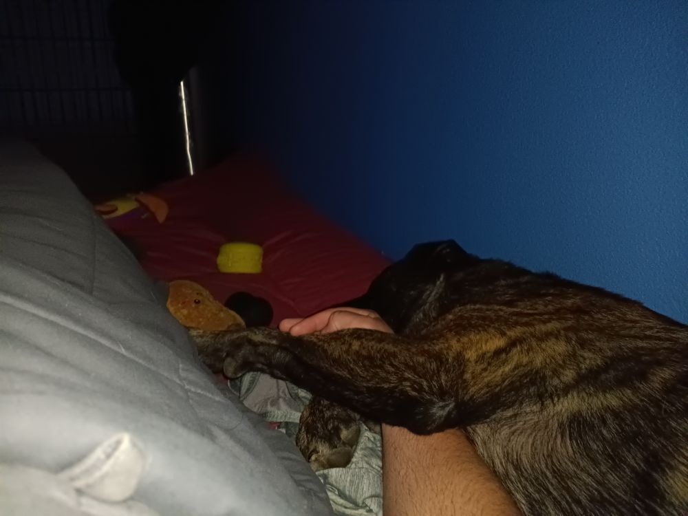 A brindle Malinois mix cuddling my arm while sleeping next to me
