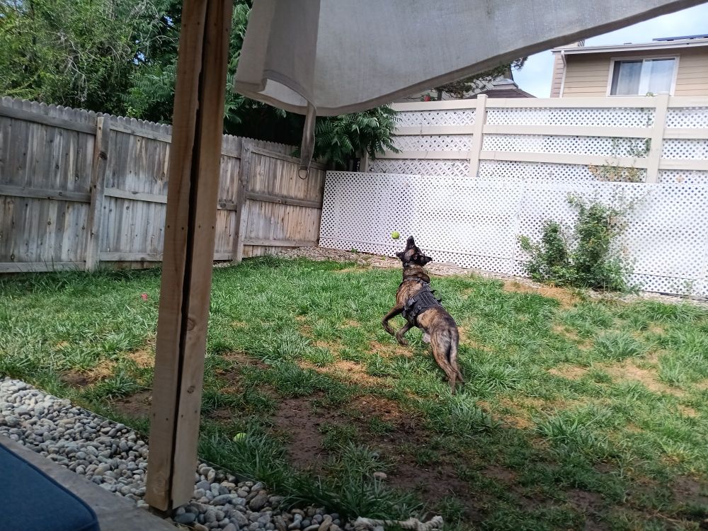 A brindle Malinois mix just about to catch a tennis ball