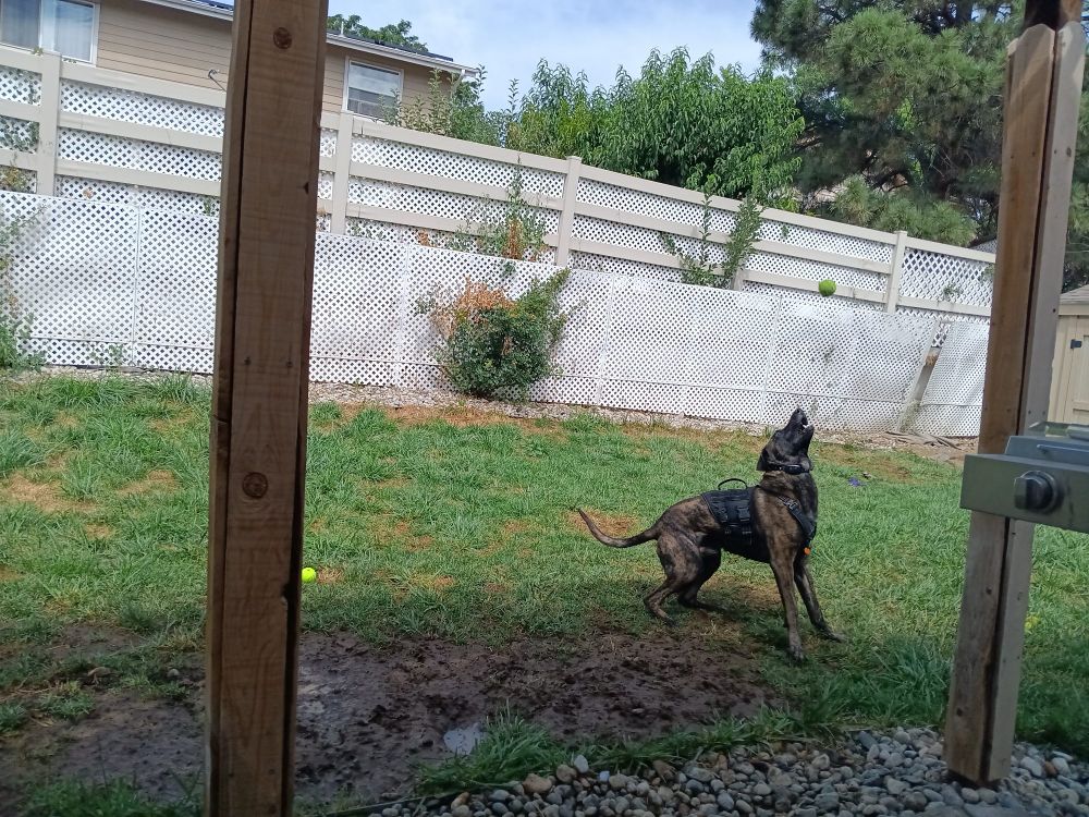 A brindle Malinois mix lining up a jump to catch a tennis ball
