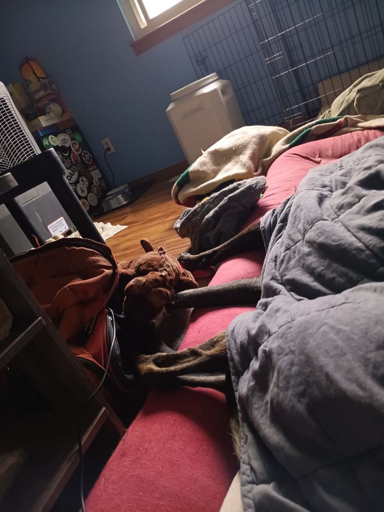 Legs of a brindle Malinois mix sticking out from under covers