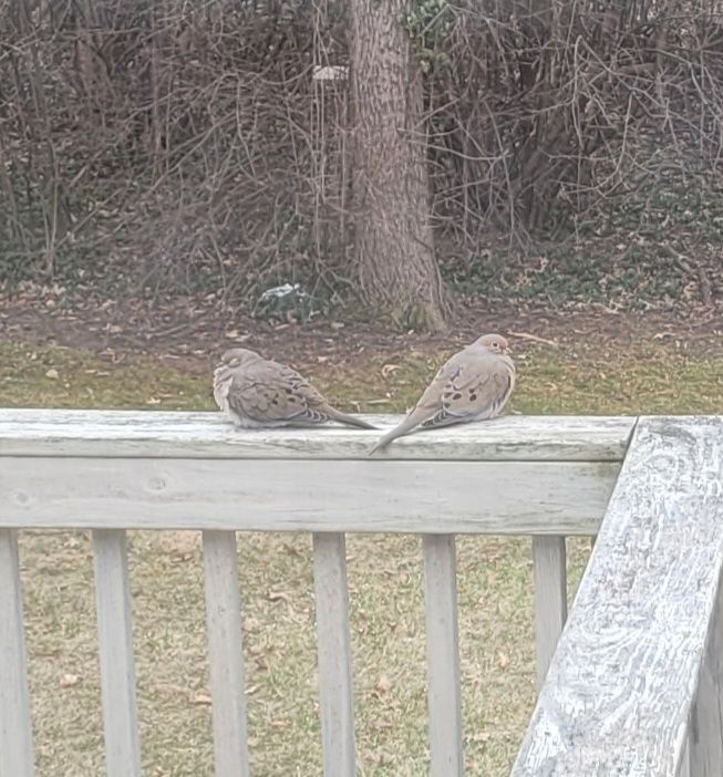Two gray spotted birds sitting on a railing. They face opposite directions, as if they just had an argument, or perhaps they're watching more efficiently.