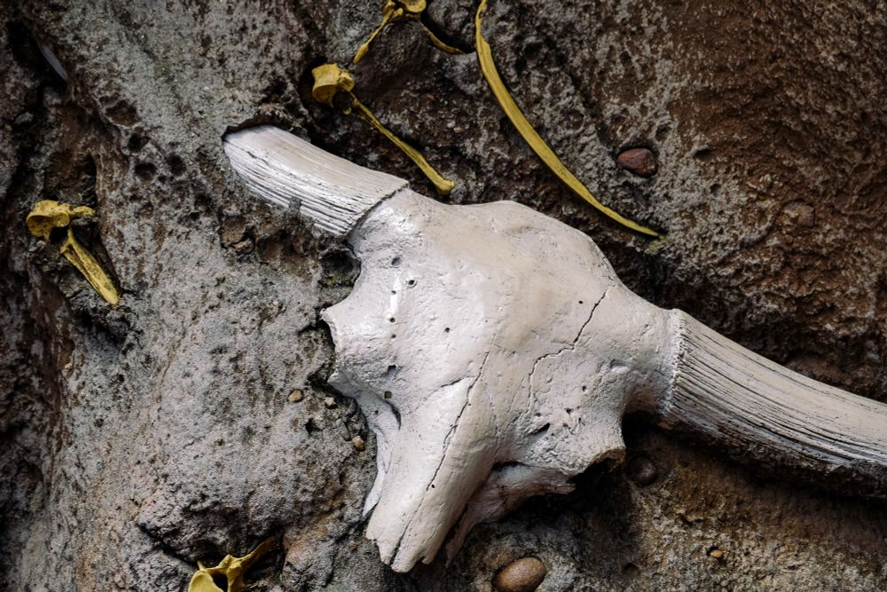 Photos of bones in the desert 