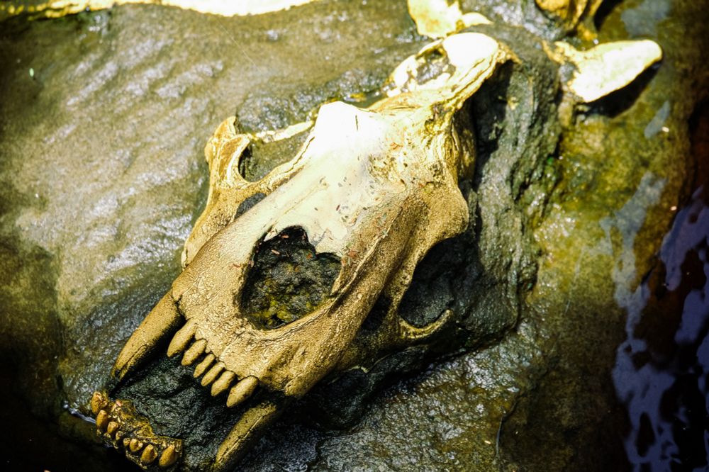 Photos of bones in the desert 