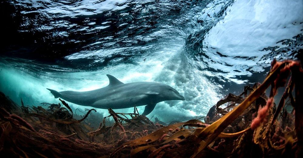 A Photo Appreciation of Life in Our Oceans