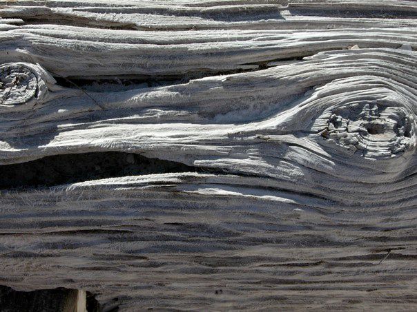 Closeup of large grey driftwood log with prominent knots, worn by the sea until smooth