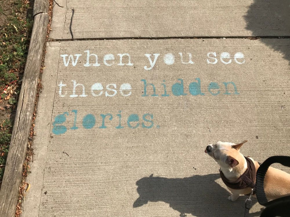 Stencilled text in white and teal paint on a sidewalk reads: when you see these hidden glories. Chihuahua in harness with shadow looks on from lower right corner.