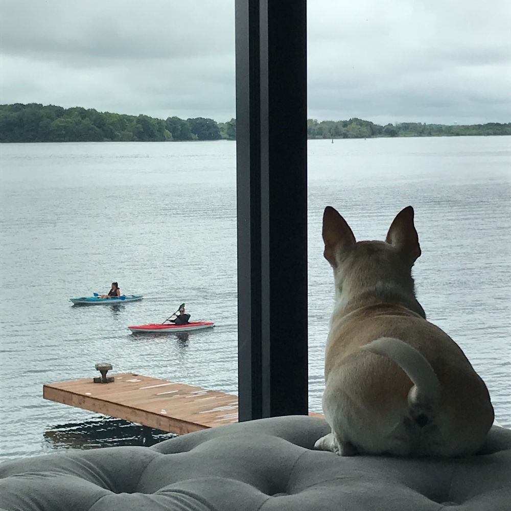 Rear view of chihuahua sitting on an ottoman inside a riverfront home with large windows overlooking the St. Lawrence where two kayaks, one blue and one red, are floating by