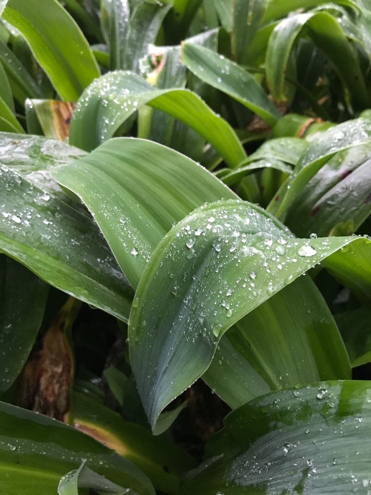 Large wet leaves