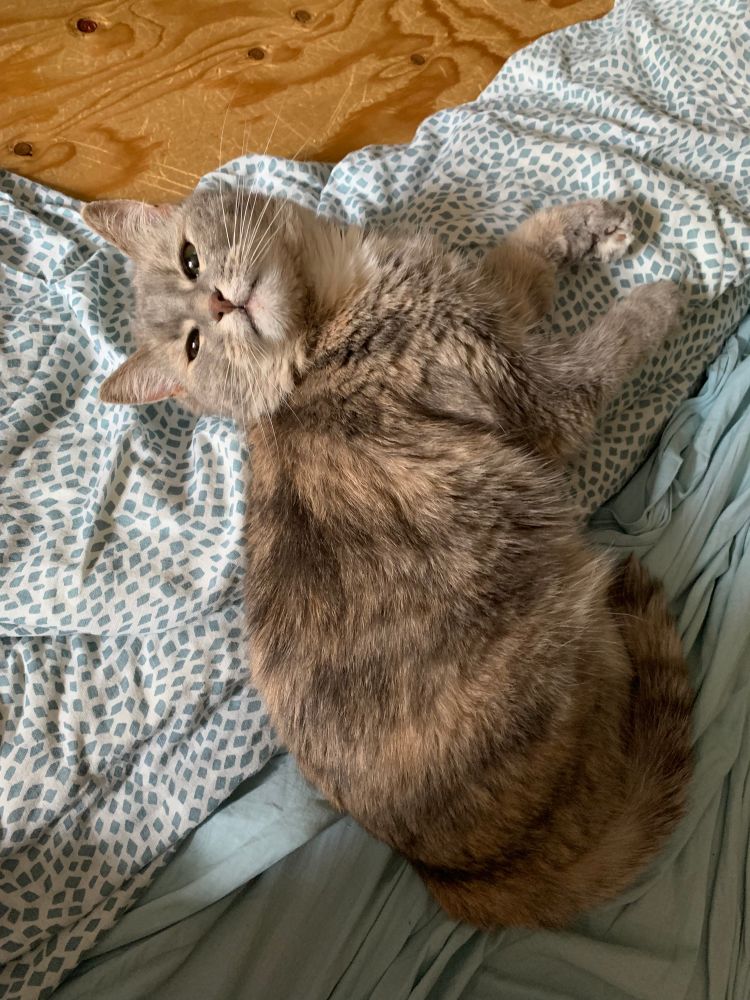Proxy the cat being cute