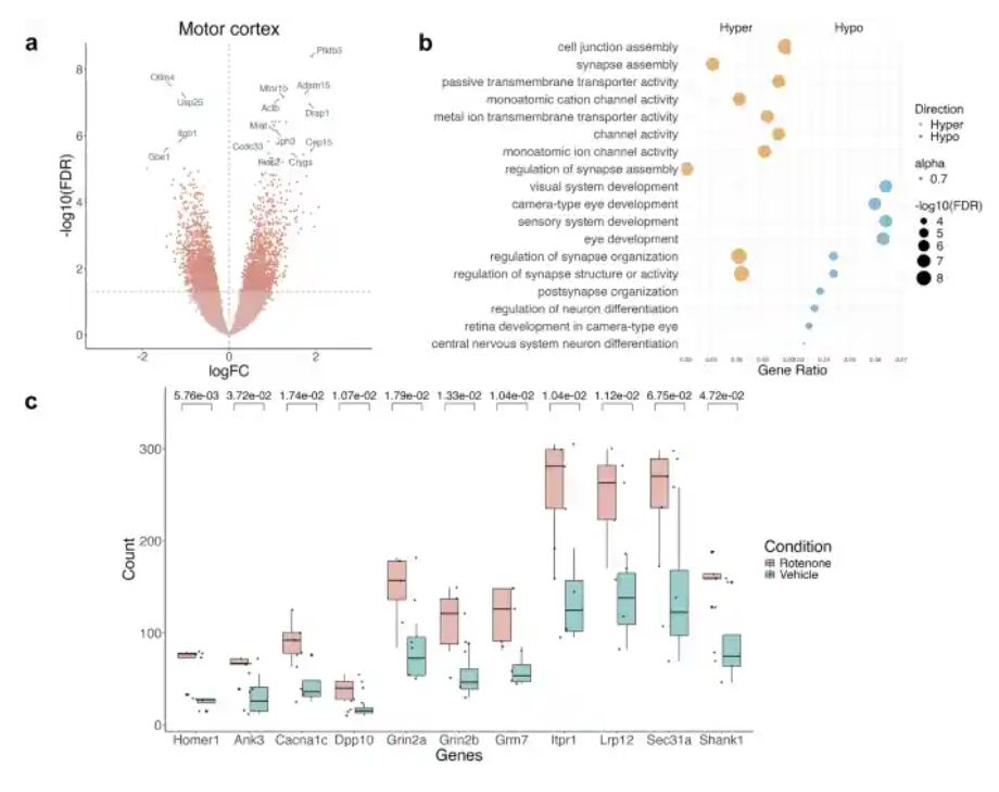 Histone acetylation in the motor cortex of rats exposed to rotenone highlights disruption of synaptic pathways. This includes consistent upregulation of Homer1 and its binding partners.