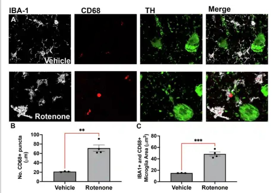 Staining images showing increased activation of microglia in the substantia nigra of rats exposed to rotenone.