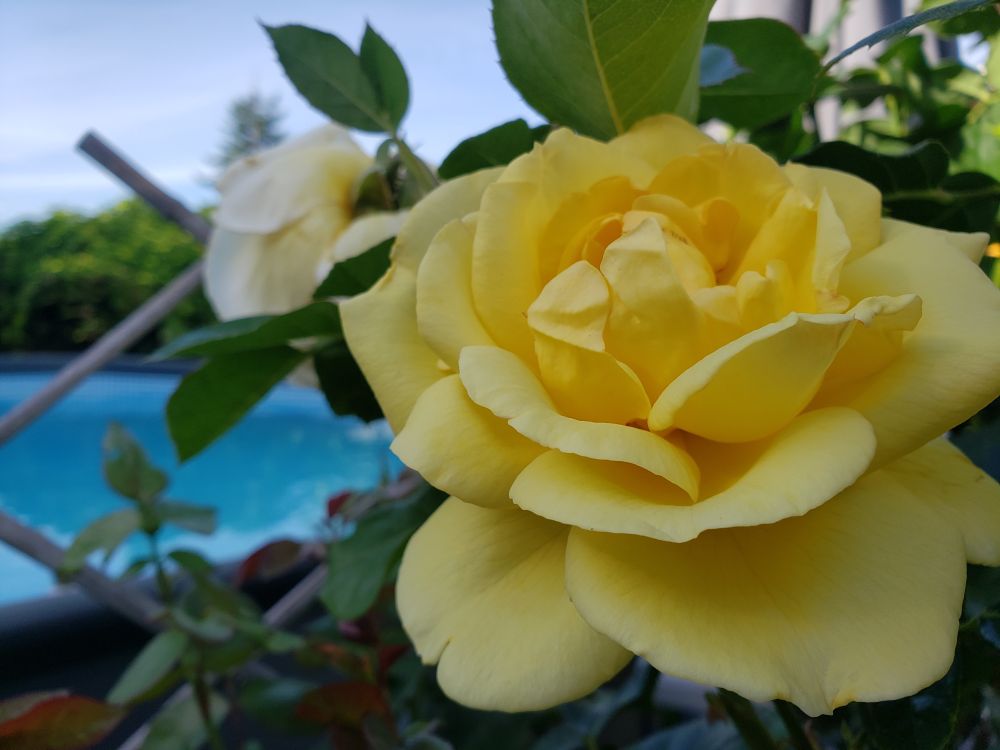 Yellow rose blossom