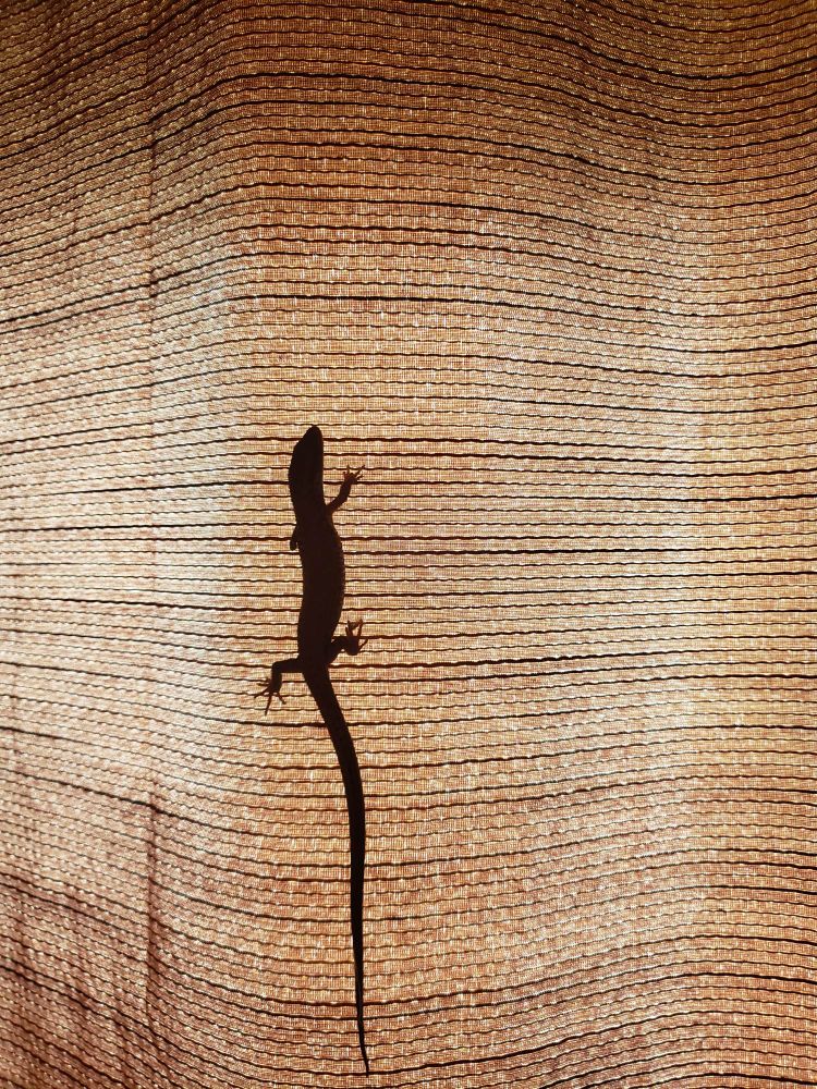 A salamander climbing curtains