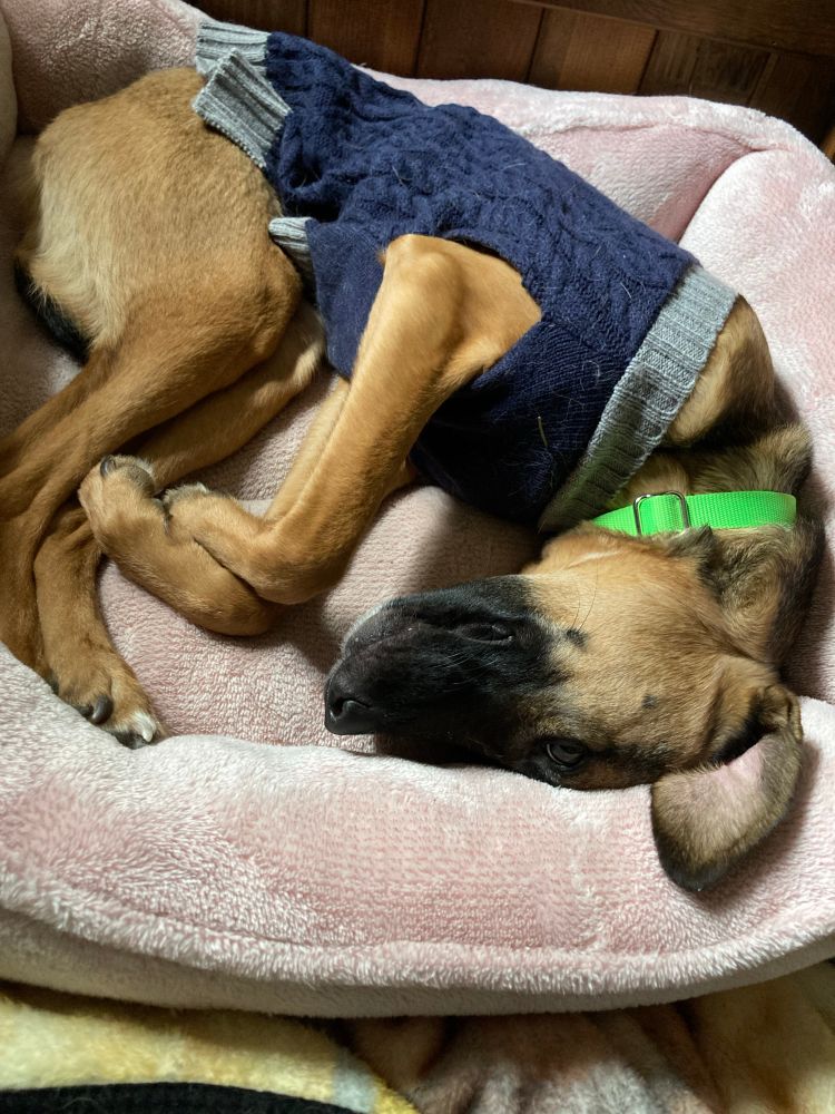 ένα σκυλάκι curled up in a pink bed 