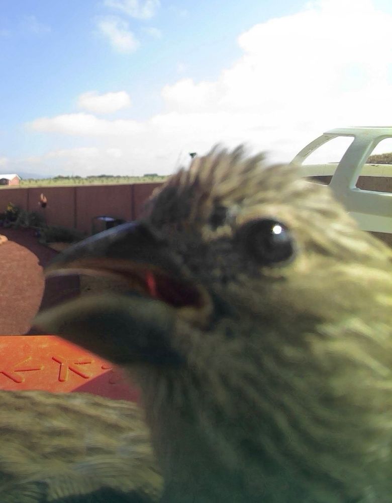 green bird with mouth open