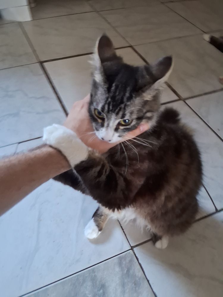 Gatinho Cinza chamado Robin, mordendo o seu dono "Soci".