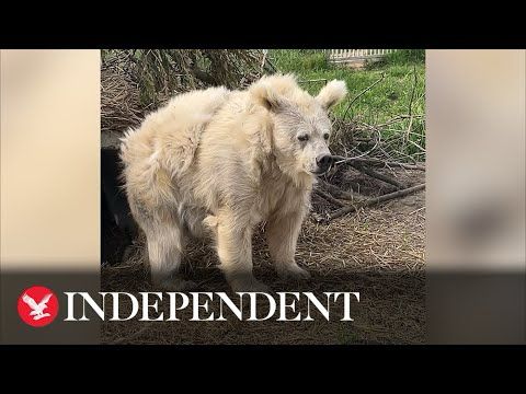 Bear emerges from nap looking dishevelled