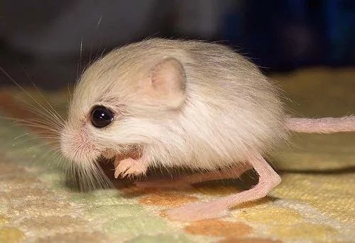 IT'S A PYGMY JERBOA IT HAS TINY LITTLE ARMS AND WILDLY EXTENDED ANKLES IT WEIGHS JUST OVER 3 GRAMS AND CAN EASILY DEFEAT CHUCK SCHUMER IN UNARMED COMBAT.