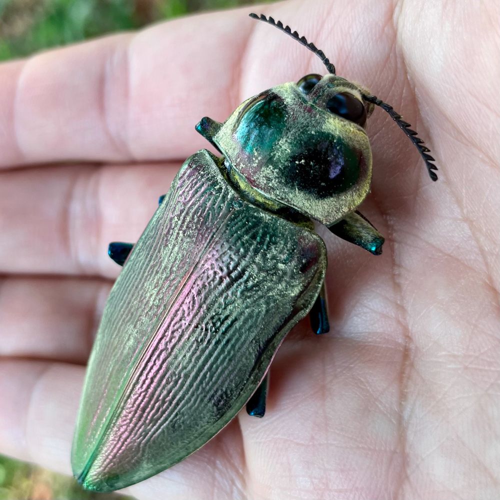 ナンベイオオタマムシ