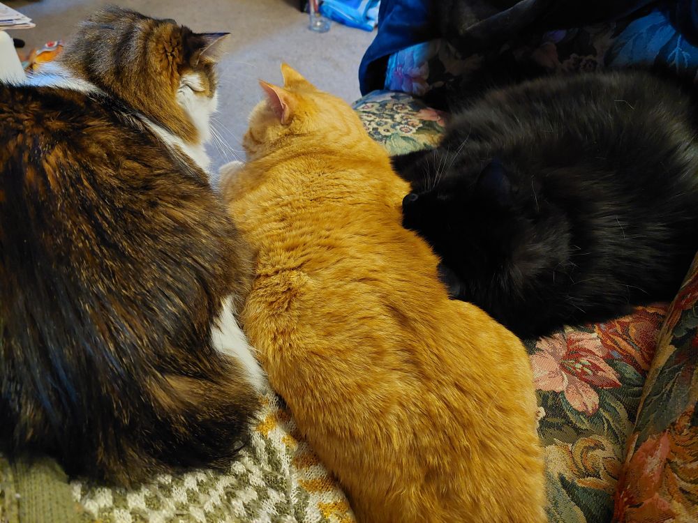 Three cats snuggled together. The orange cat and the black cat are together on the couch, the brown tabby is slightly elevated to the left of the orange because he is on the leg of the human who is taking the picture