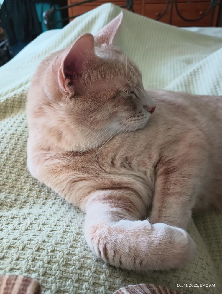 Tan tabby cat relaxes on the bed 