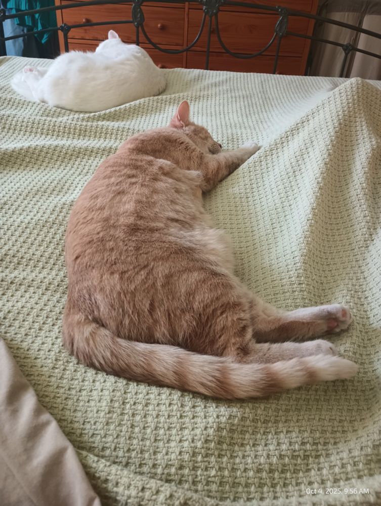 Tan tabby cat and white cat sleeping on our bed 