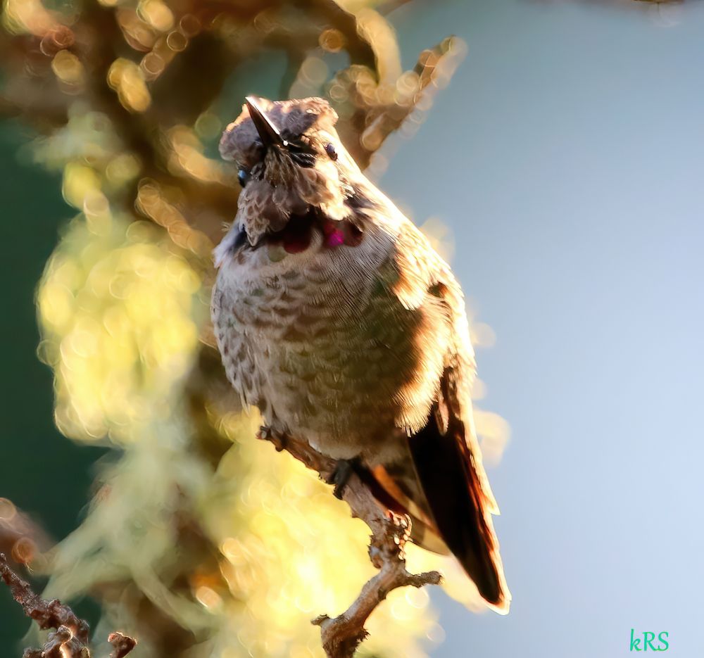 Hummingbird looking down at the camera with what looks like a "dirty look " at me