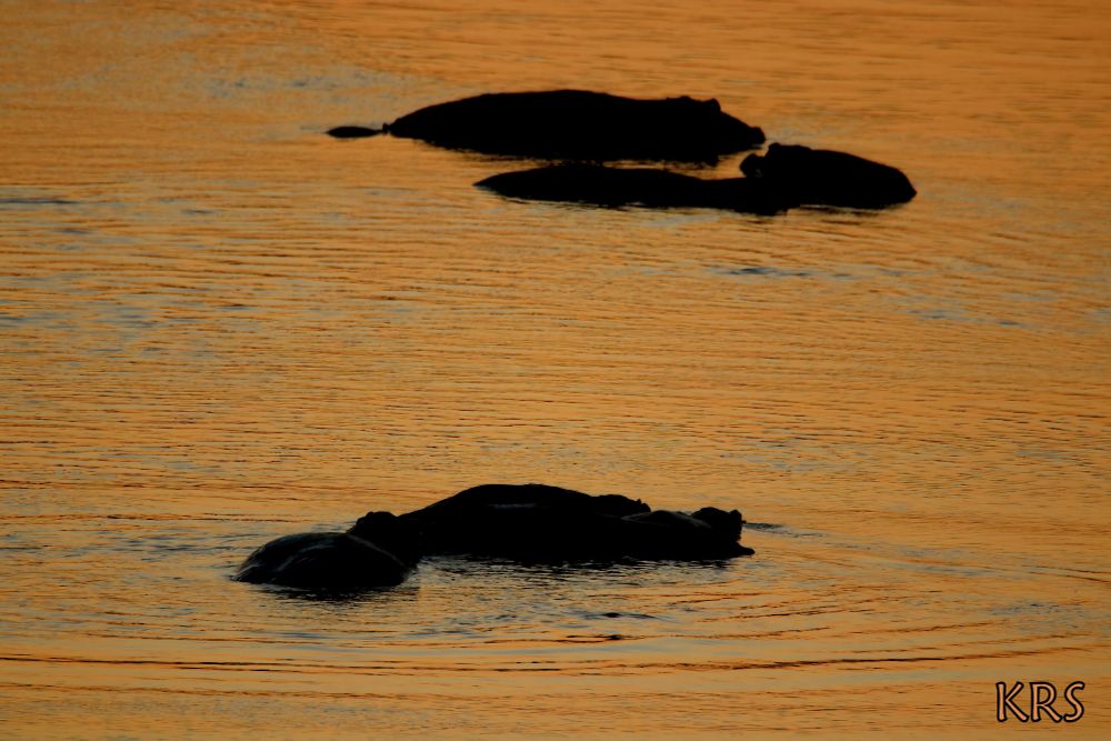 Hippos in the waters of South Luangwa river in S Luangwa park, Zambia Resting in the waters together in their pods.
