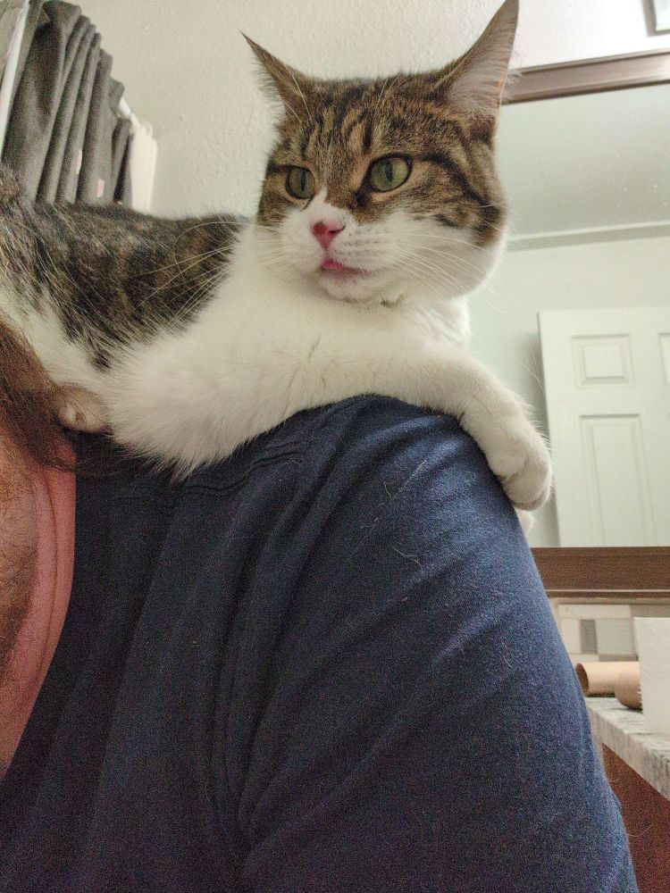 a grey brown and white tabby cat curls up on her person's shoulders.
