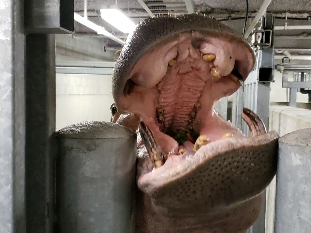 Moments, later, the same hippo, head between two bollards, mouth gaping open, giant teeth visible.