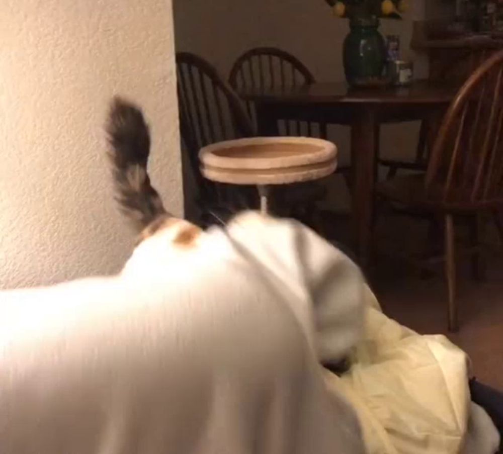 a cat 's tail is hanging over a table in a living room