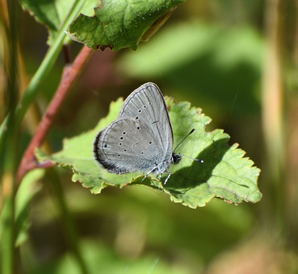Small Blue.