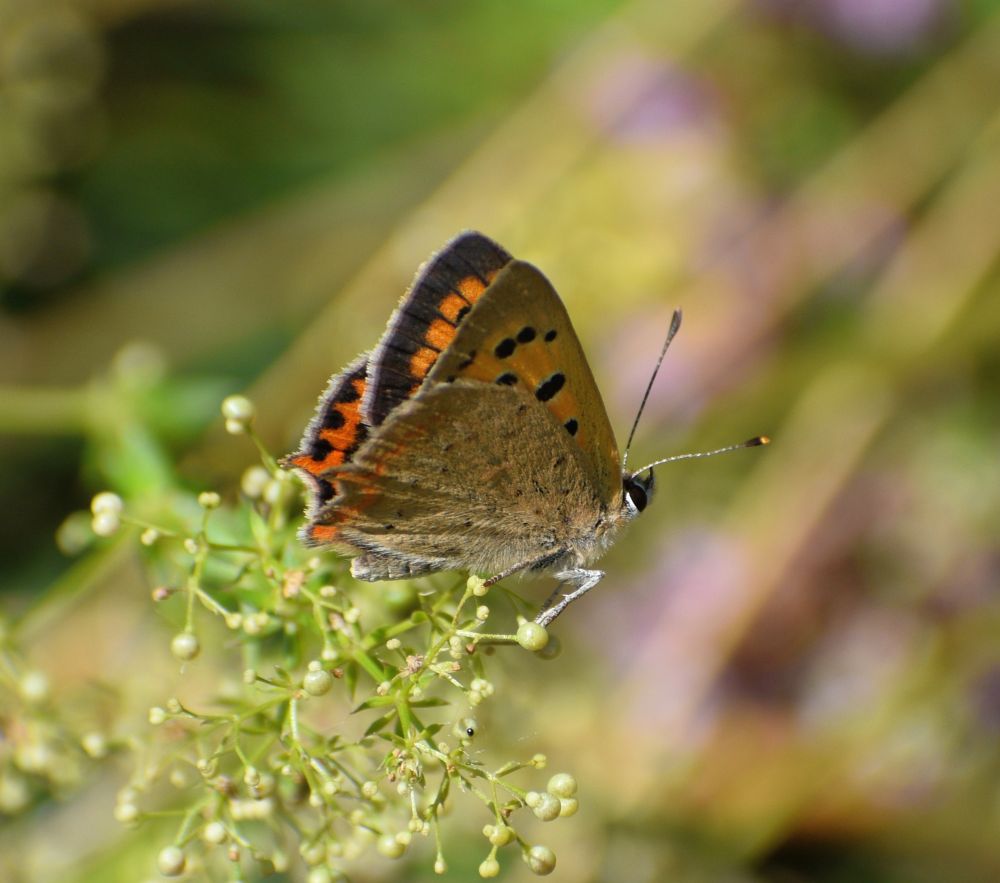 Small Copper.