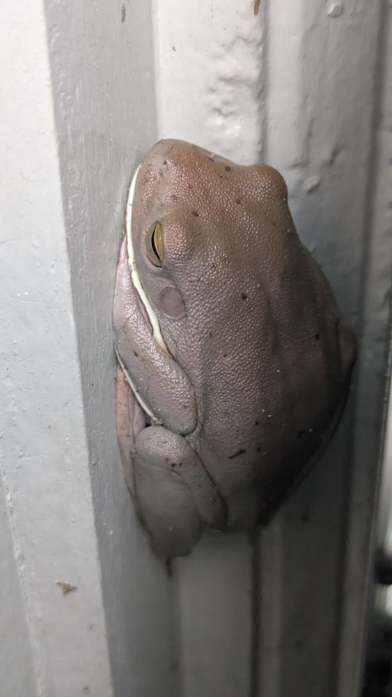 Green tree frog, looking kinda brownish?