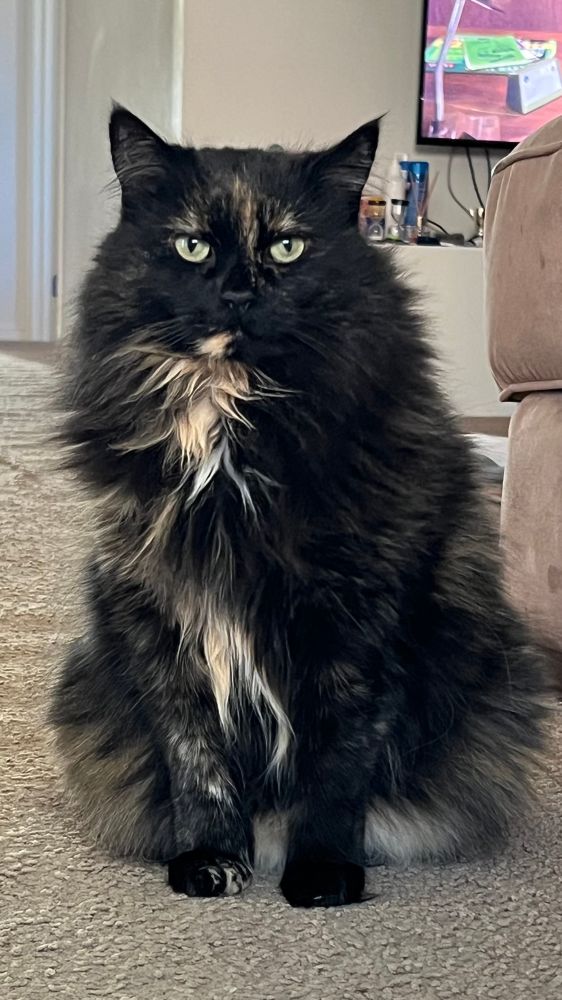 Extremely photogenic fliffy tortie cat posing for the camera