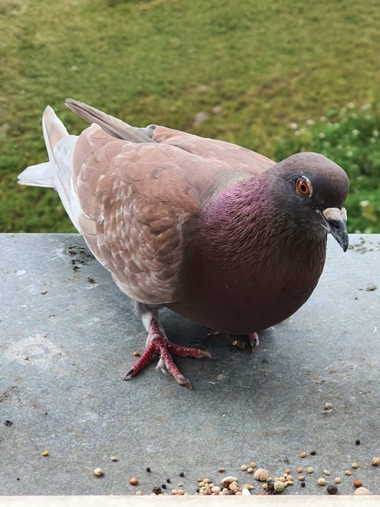 A photo of an ash-red t-check feral pigeon with lightly feathered toes stood outside on a window sill, crouched down and facing towards seeds near the viewer