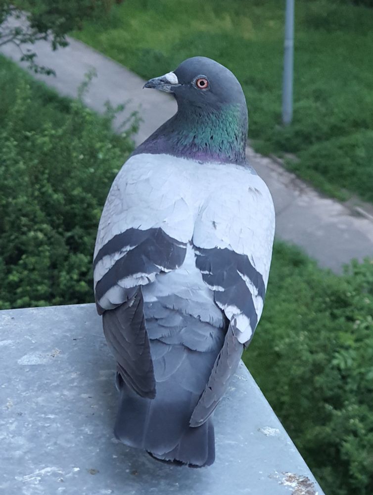 A photo of a blue bar feral pigeon stood outside on a window sill, viewed from behind, with his head turned to look back at the viewer