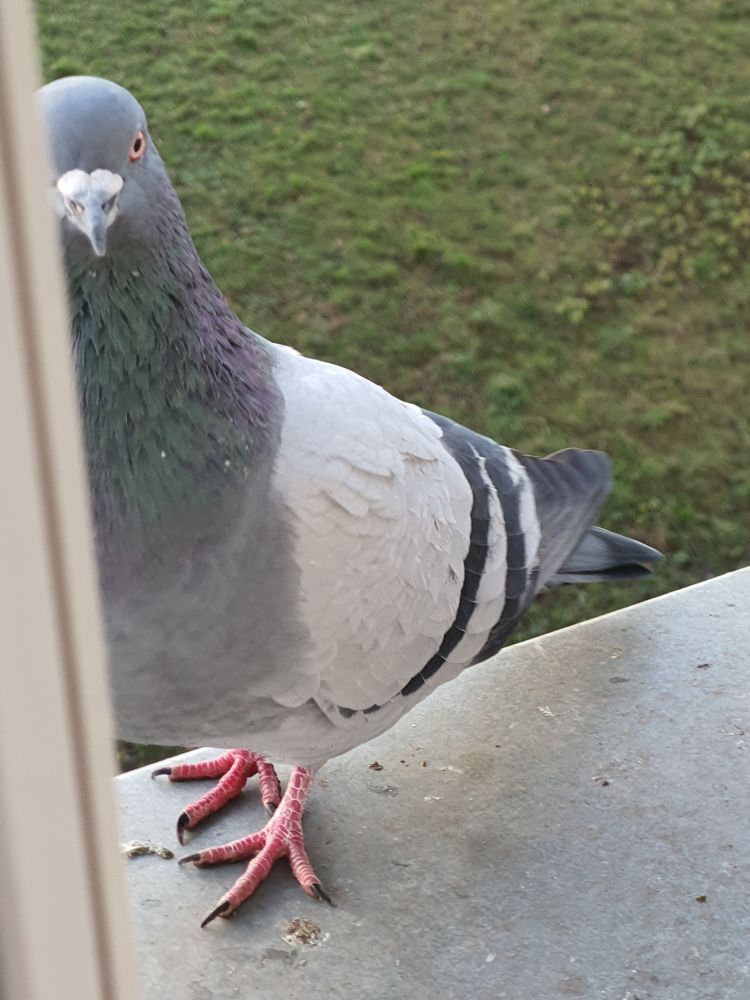A photo of a blue bar feral pigeon with pearl eyes, outside on a window sill, peeking around a window frame and into an opened window
