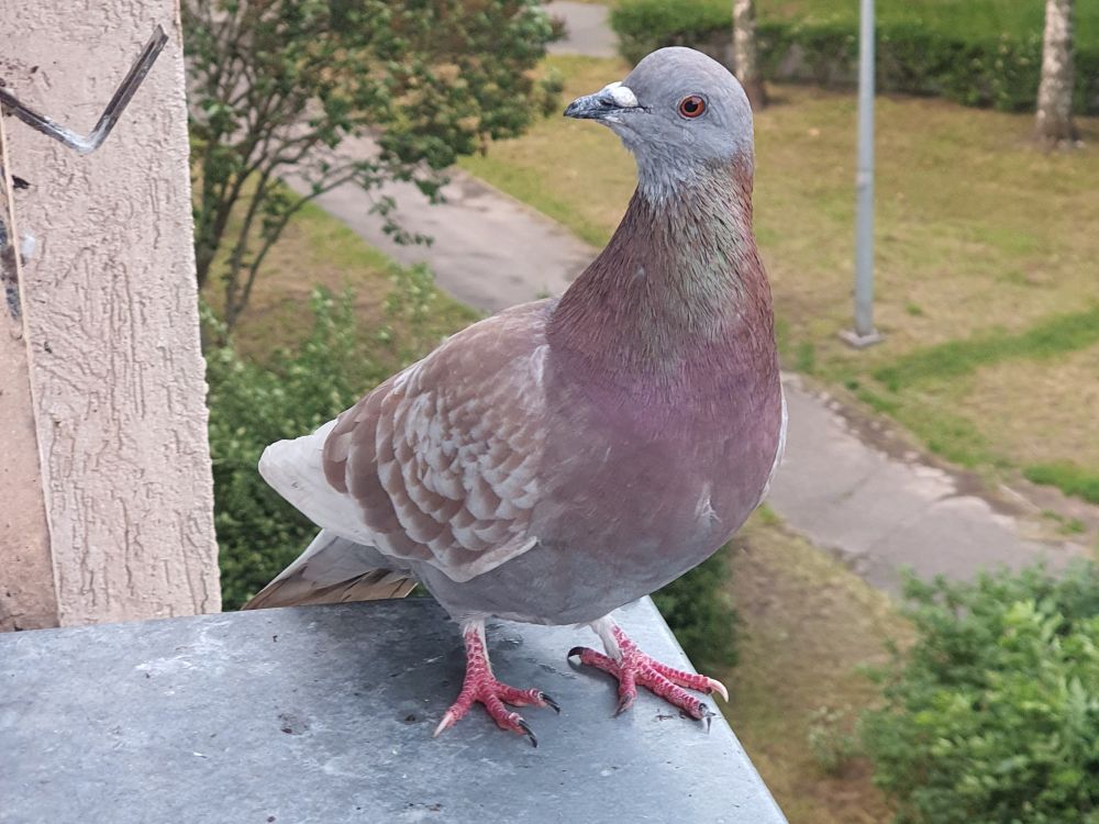 A photo of an ash-red check feral pigeon stood outside on a window sill