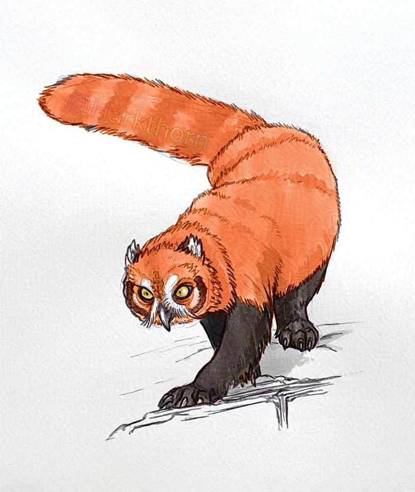 A sketch of a false owlbear, a creature with the head/face of an owl, and the body and colouring of a red panda. It is walking down and towards the viewer, turning to the left of the page