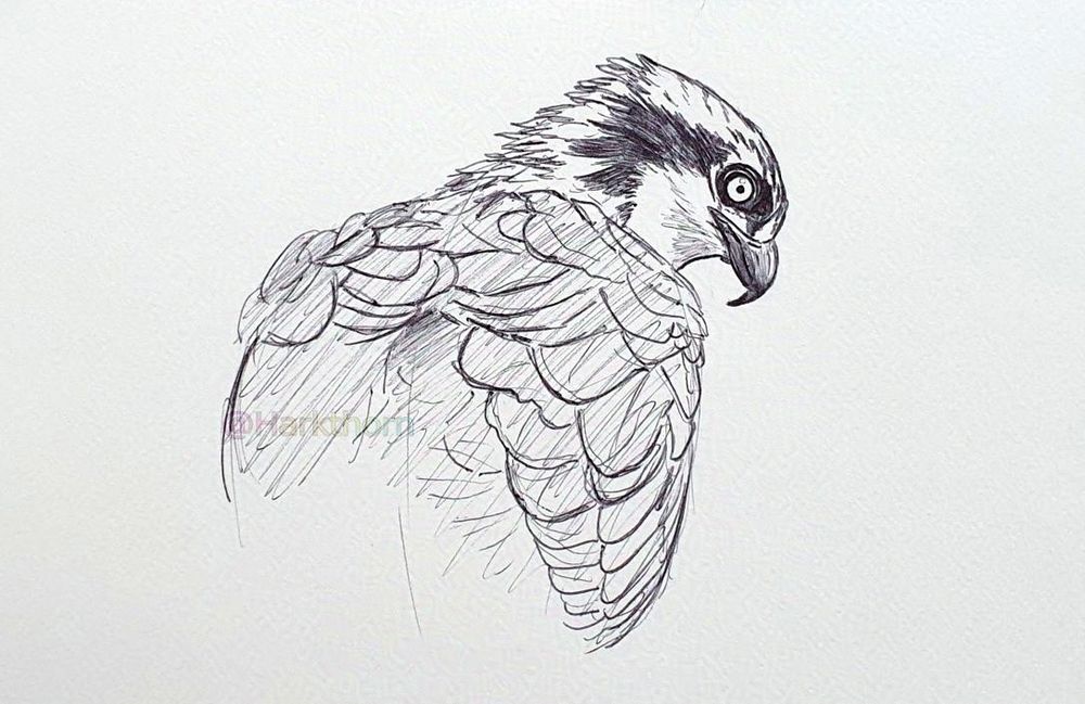 A black ballpoint pen sketch of the top half of an osprey, viewed mostly from behind, with its head turned to the right