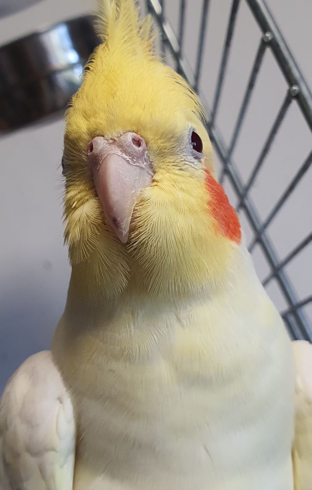 A close up photo of a yellow cocktiel, facial feathers raised, facing almost directly face on to the camera